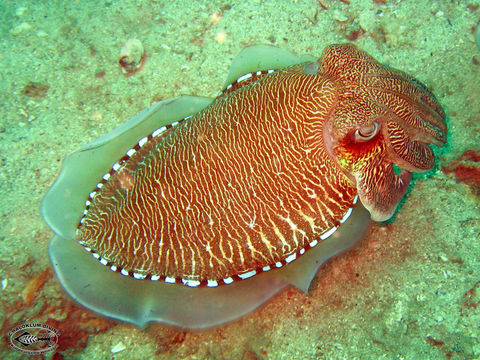 Image of Broadclub Cuttlefish