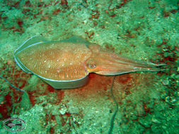 Image of Broadclub Cuttlefish