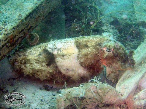 Image of Broadclub Cuttlefish