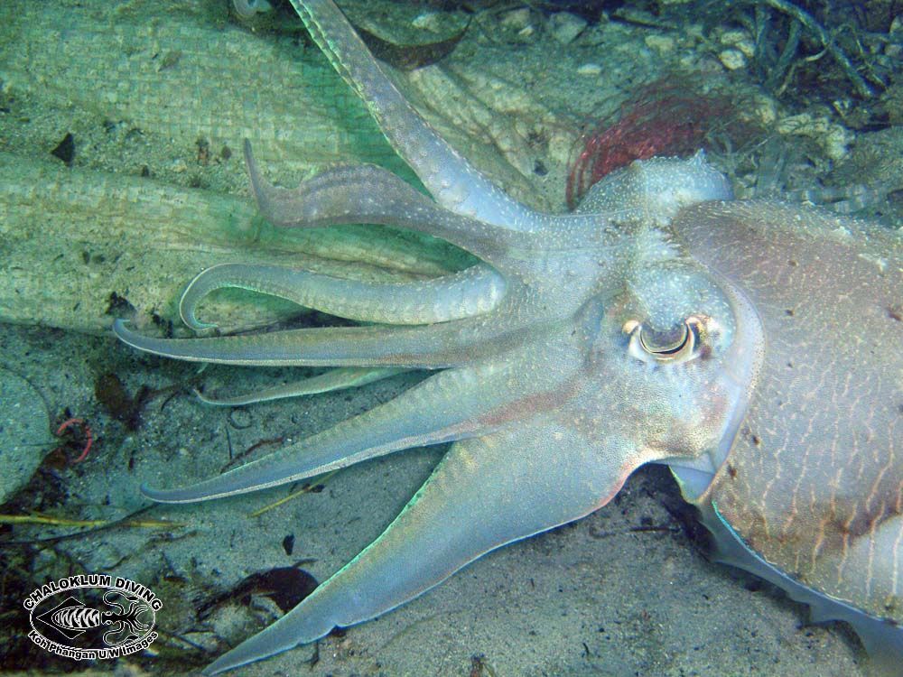 Image of Broadclub Cuttlefish