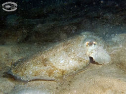 Image of Broadclub Cuttlefish