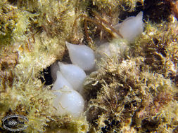 Image of Broadclub Cuttlefish