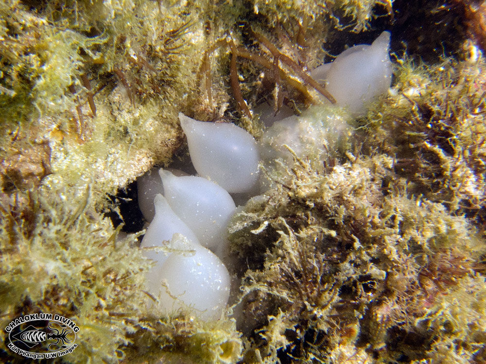 Image of Broadclub Cuttlefish