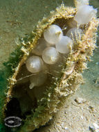 Image of Broadclub Cuttlefish