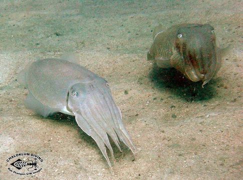 Image of Broadclub Cuttlefish