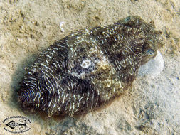 Image of Broadclub Cuttlefish