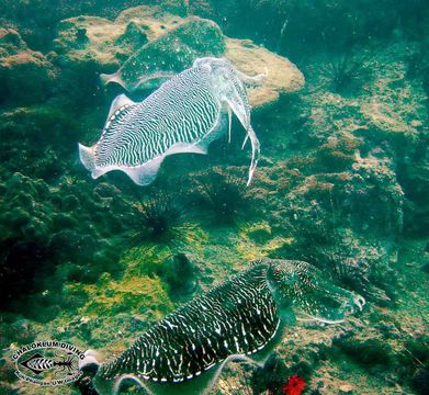 Image of cuttlefish