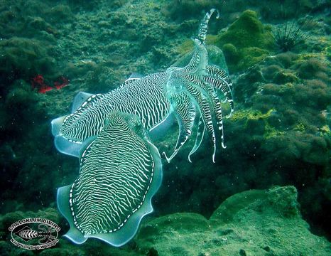 Image of cuttlefish