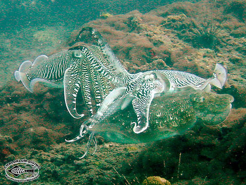 Image of cuttlefish