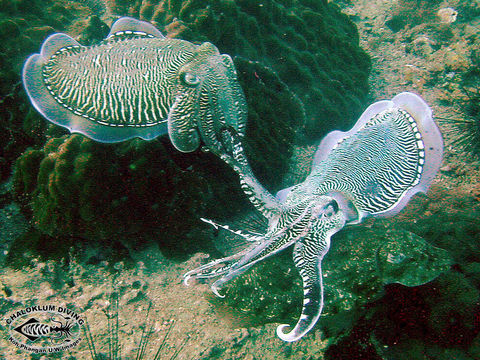 Image of cuttlefish