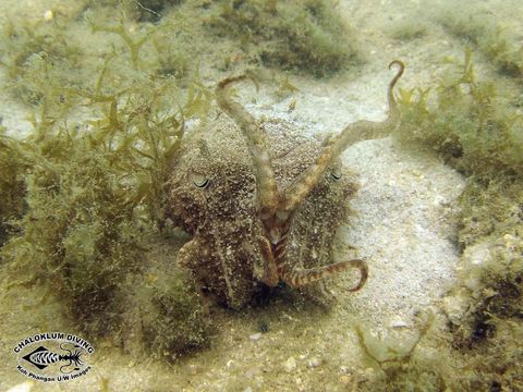 Image of Broadclub Cuttlefish