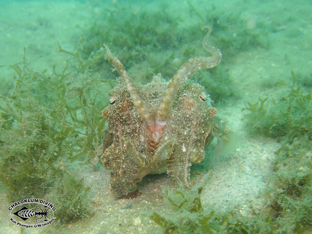 Image of Broadclub Cuttlefish