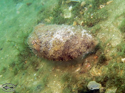 Image of Broadclub Cuttlefish