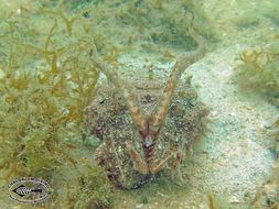 Image of Broadclub Cuttlefish