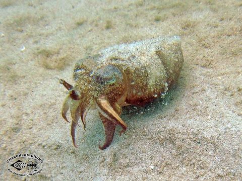 Image of Broadclub Cuttlefish