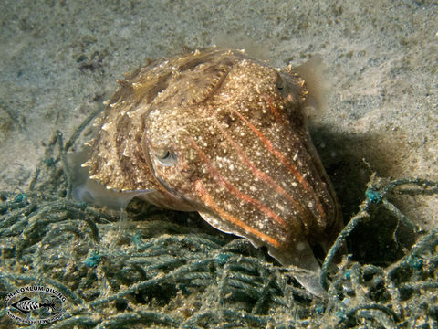 Image of Broadclub Cuttlefish