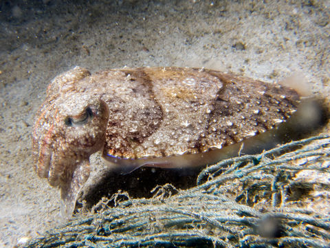 Image of Broadclub Cuttlefish