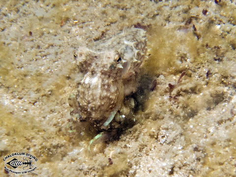 Image of Stumpy Cuttlefish