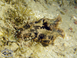 Image of walking sea hare