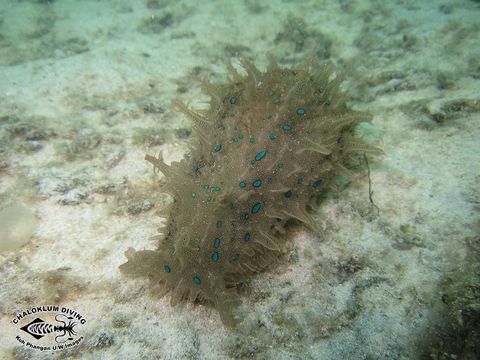 Image of blue-spotted sea hare