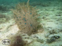 Image of blue-spotted sea hare