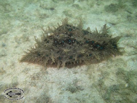 Image of blue-spotted sea hare