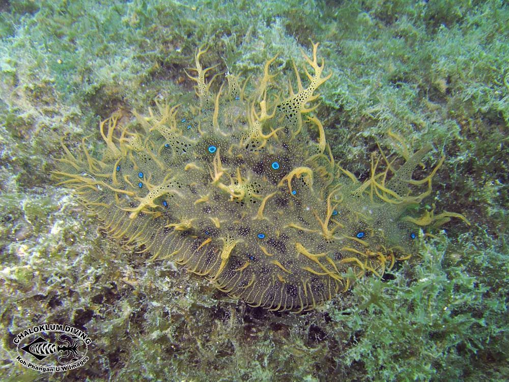 Image of blue-spotted sea hare