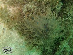 Image of blue-spotted sea hare