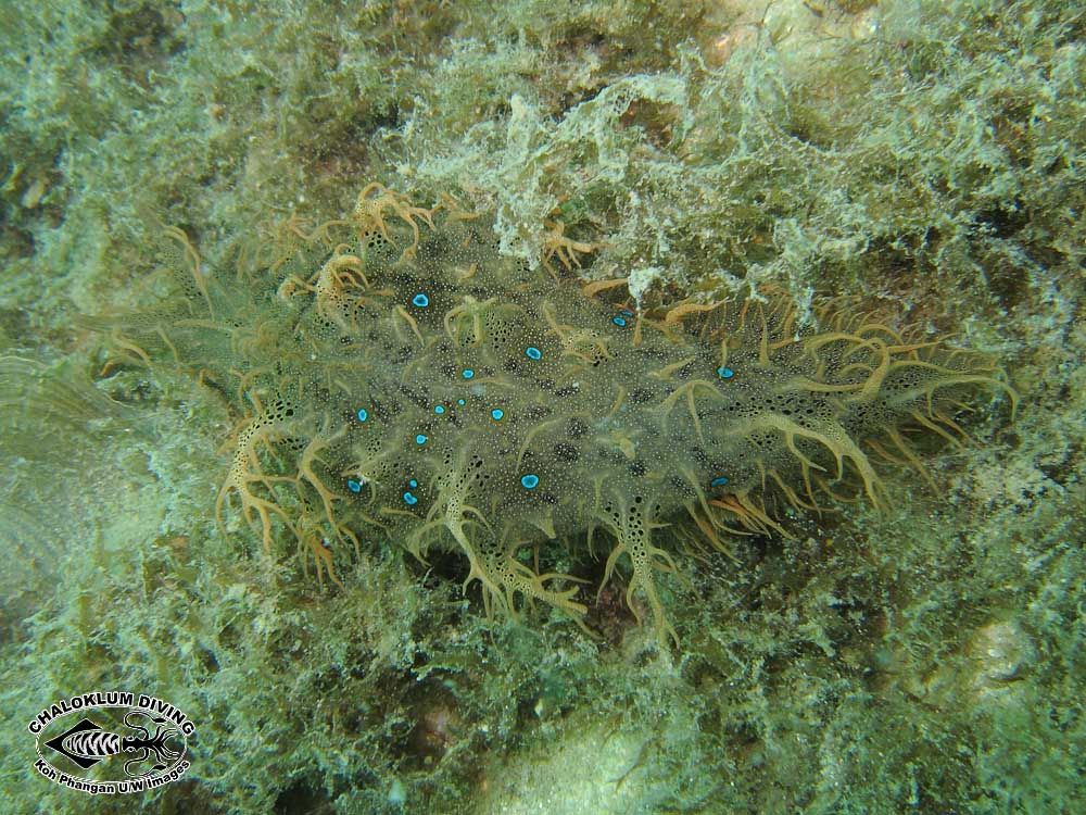 Image of blue-spotted sea hare