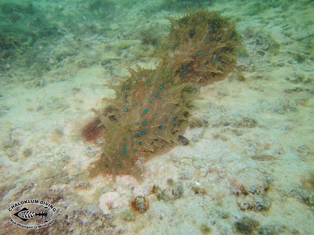 Image of blue-spotted sea hare