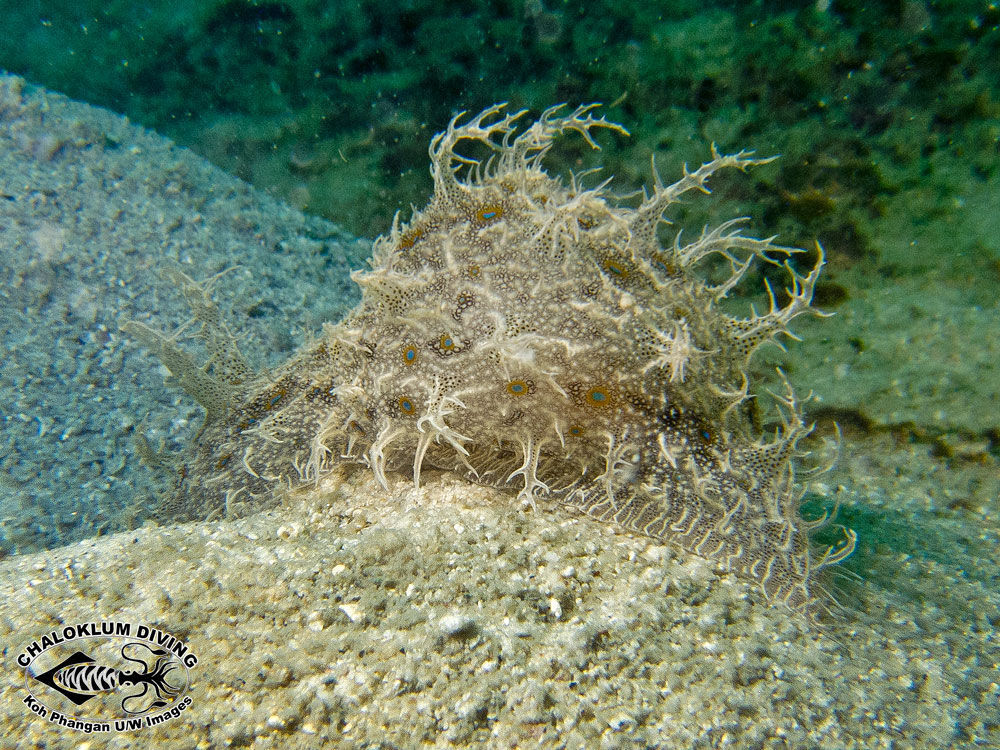 Image of blue-spotted sea hare