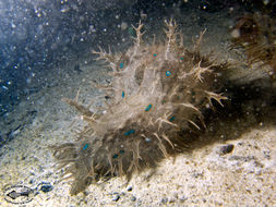 Image of blue-spotted sea hare
