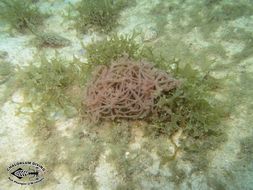 Image of blue-spotted sea hare