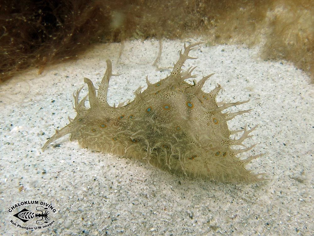 Image of blue-spotted sea hare