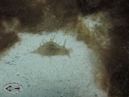 Image of blue-spotted sea hare