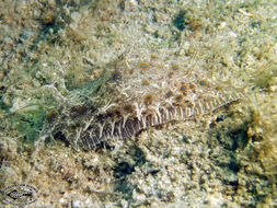 Image of blue-spotted sea hare