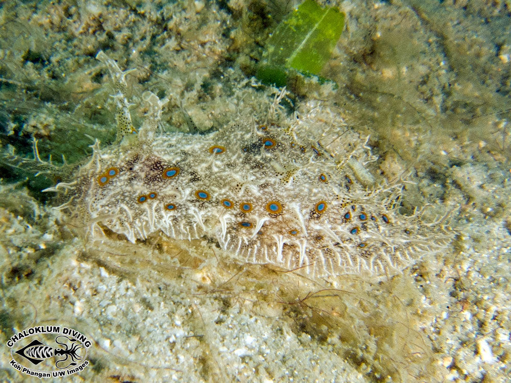 Image of blue-spotted sea hare