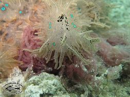 Image of blue-spotted sea hare