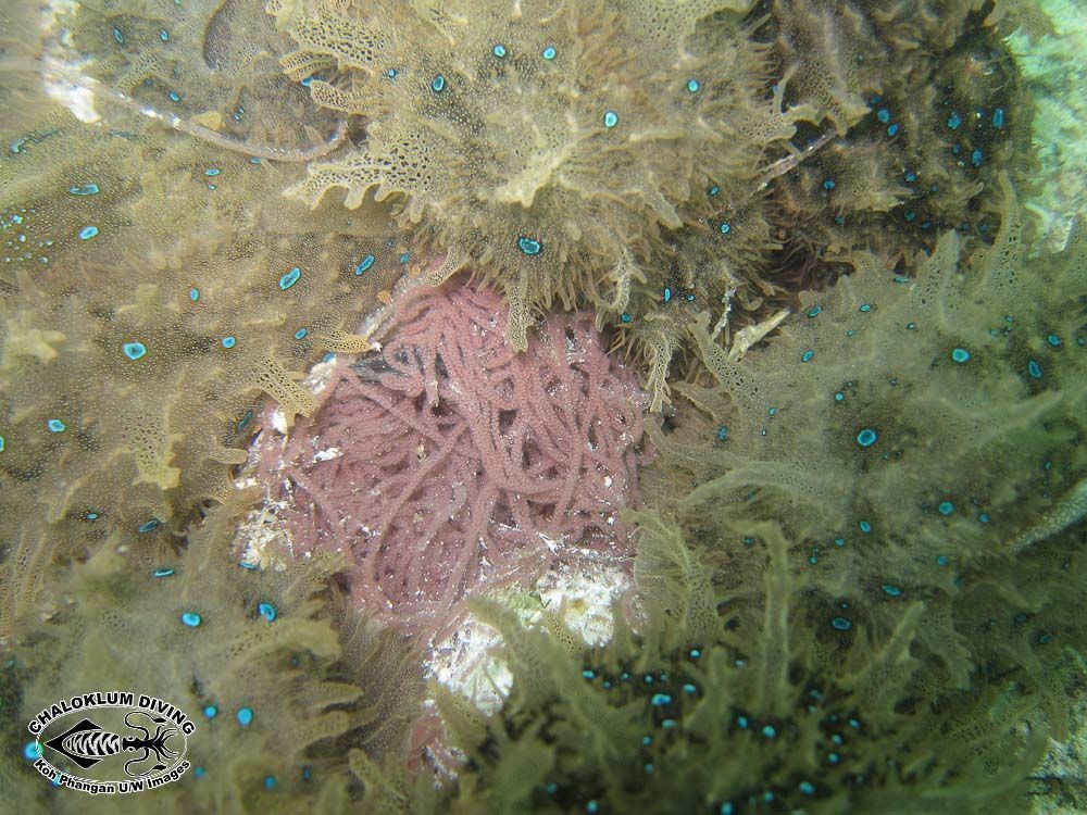 Image of blue-spotted sea hare