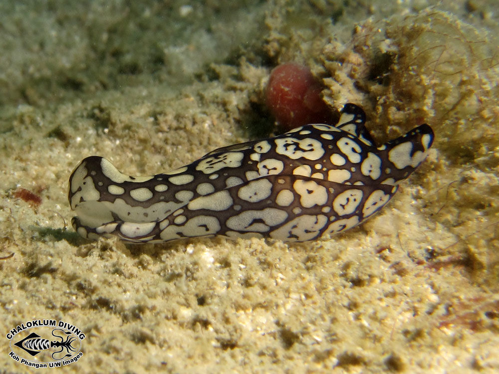 Image of <i>Philinopsis pilsbryi</i> (Eliot 1900)