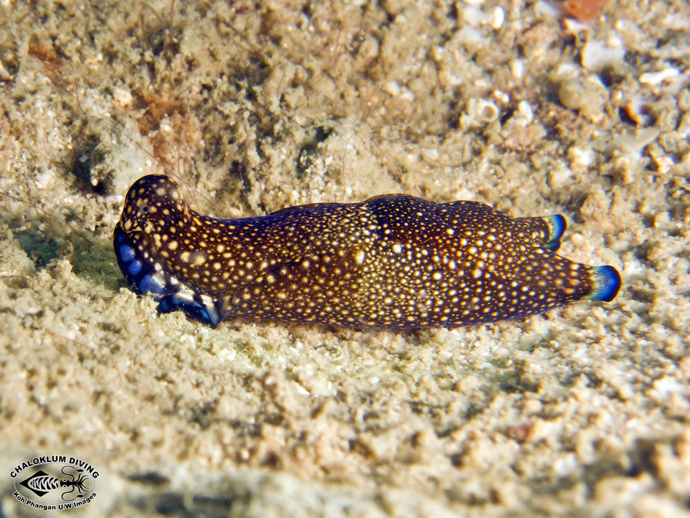 Image of <i>Philinopsis reticulata</i> (Eliot 1903)