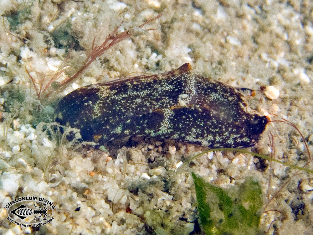 Image of Philinopsis taronga (Allan 1933)