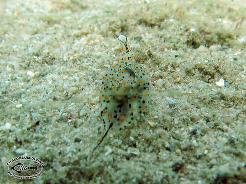 Слика од Gastropteron bicornutum Baba & Tokioka 1965