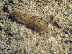 Image of Cerberilla affinis Bergh 1888