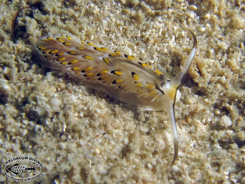 Image de Cerberilla affinis Bergh 1888