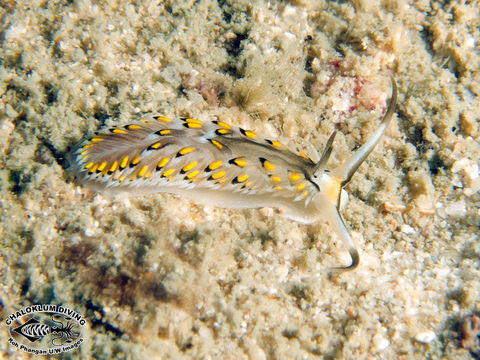 Image de Cerberilla affinis Bergh 1888