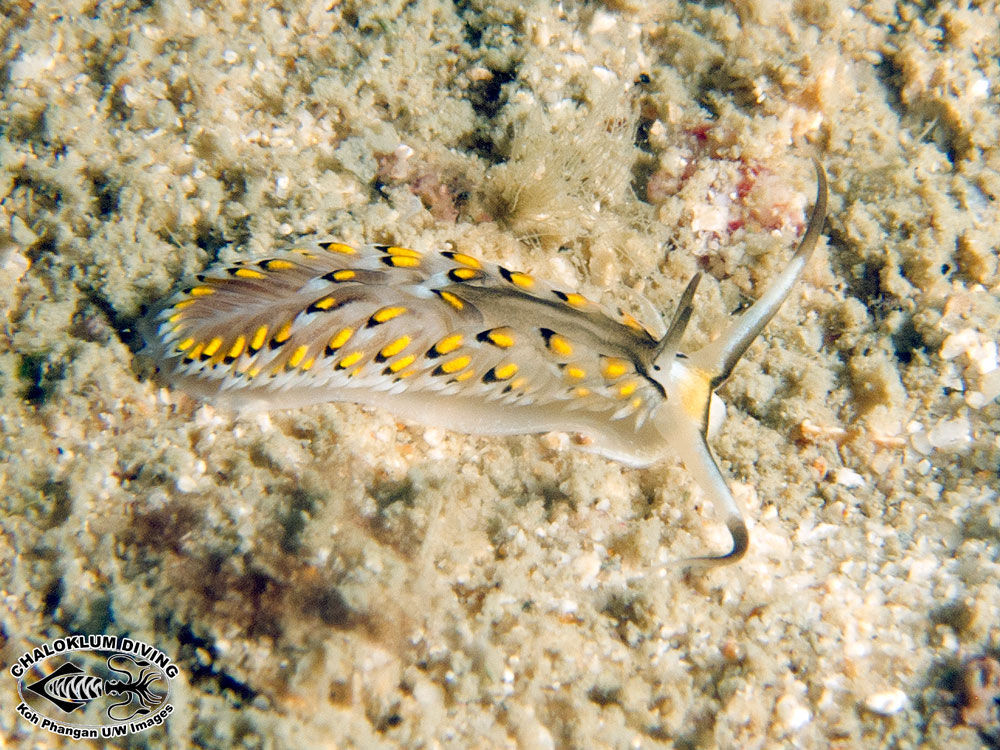 Image of Cerberilla affinis Bergh 1888