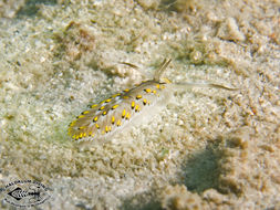 Image of Cerberilla affinis Bergh 1888