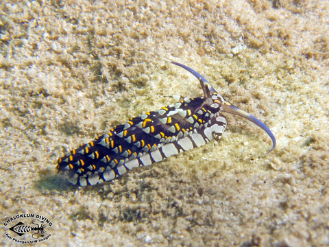 صورة Cerberilla ambonensis Bergh 1905