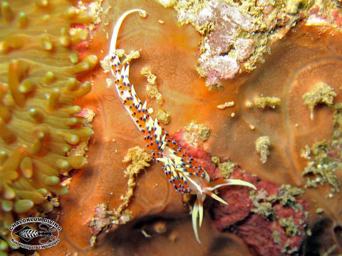 Image of White tipped red and white slug